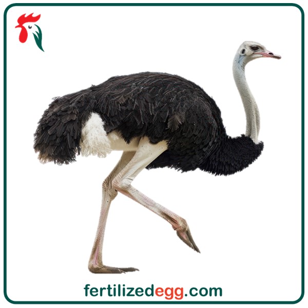 تخم نطفه دار شترمرغ آفریقایی زنجانی 